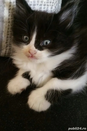 Siberiană de pădure  - imagine 2