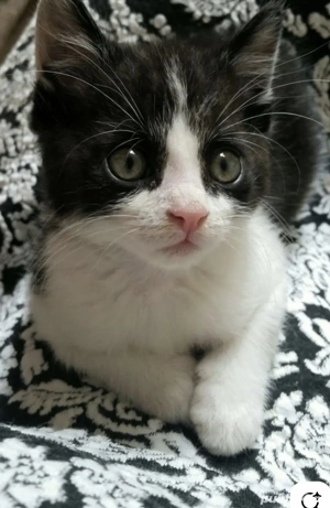 Siberiană de pădure  - imagine 3