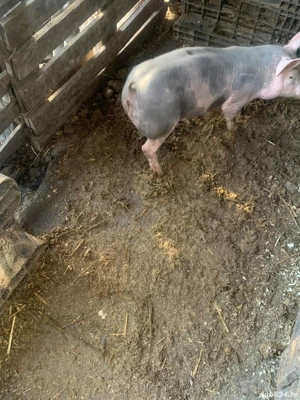 Vând vierut ...    - imagine 5