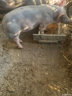 Vând vierut ...    - imagine 3