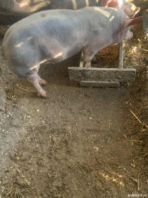 Vând vierut ...    - imagine 4