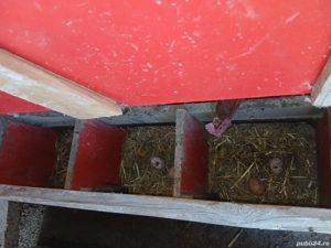 Ouă de consum bio 100 %