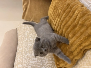Scottish fold pui