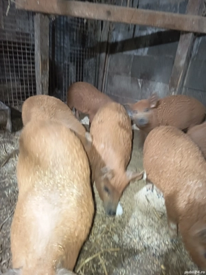 Vand purcei mangalița  - imagine 4