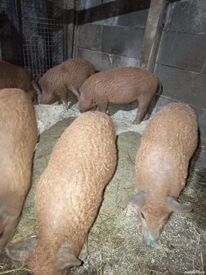 Vand purcei mangalița  - imagine 2