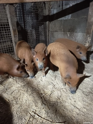 Vand purcei mangalița  - imagine 5