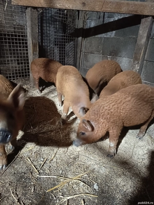 Vand purcei mangalița 