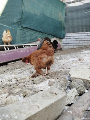 Vand ouă pentru incubator. De la găini de casă moțate. - imagine 3