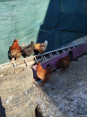 Vand ouă pentru incubator. De la găini de casă moțate. - imagine 2