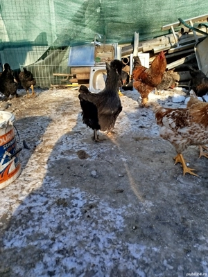 Vand ouă pentru incubator. De la găini de casă moțate. - imagine 5