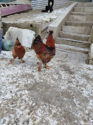 Vand ouă pentru incubator. De la găini de casă moțate. - imagine 4