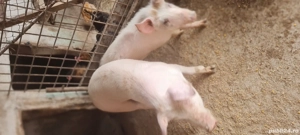 Grasuni de vanzare  Landrace Marele Alb 