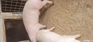 Grasuni de vanzare  Landrace Marele Alb  - imagine 2