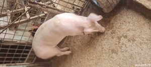 Grasuni de vanzare  Landrace Marele Alb  - imagine 3