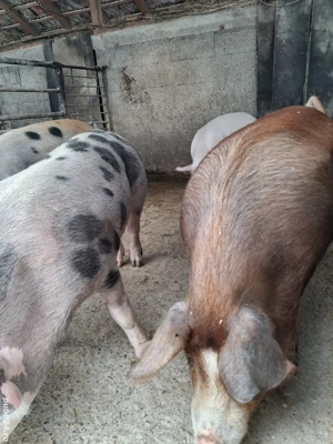 de vânzare 4 masculi 85..120 kg rasă marele alb și petrean ofer transport gratuit 