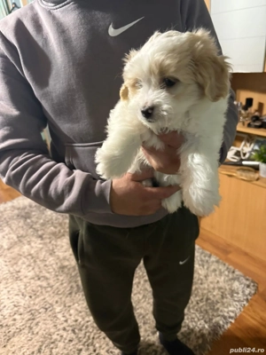 De vinzare bison maltez baietel 