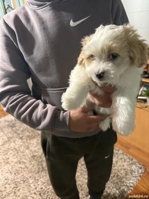 De vinzare bison maltez baietel  - imagine 4