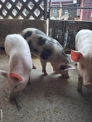 de vânzare 3 masculi 30 kg curățați și înțărcați rasă marele 