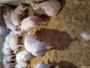 Vând grasuni de carne 