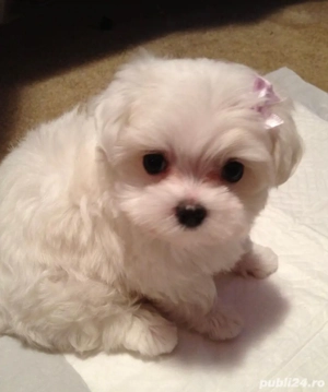 bichon maltez alb 8 saptamani