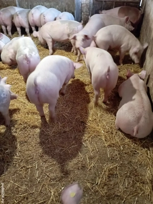 Vând grasuni de carne 