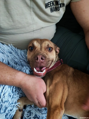 Donez puiuț 6 luni metis amstaff  - imagine 2