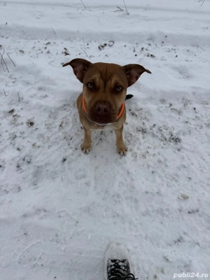 Donez puiuț 6 luni metis amstaff 