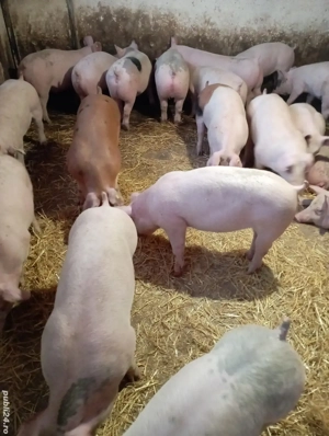 Vând grasuni de carne 