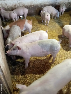 Vand grăsuni de carne  - imagine 2