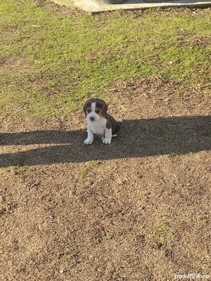 Catelusi beagle tricolor