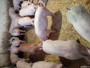 Vând porci de carne  - imagine 3