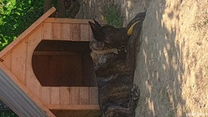 vand Ciobanesc Olandez  - imagine 4