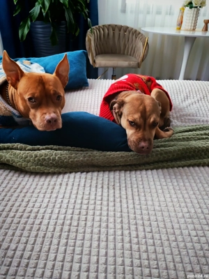 Donez puiuț 6 luni metis amstaff  - imagine 3