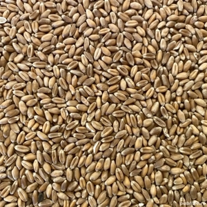 grau 2025 1.2 RON detalii la telefon