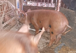 Purcelușa.Duroc - imagine 2