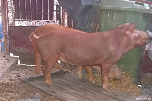 Purcelușa.Duroc - imagine 3