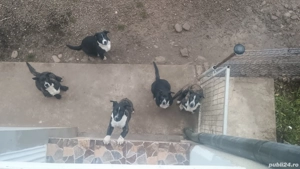 vand metis Dog Argentinian si Ciobanesc Olandez  - imagine 3