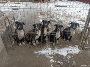 vand metis Dog Argentinian si Ciobanesc Olandez  - imagine 2