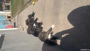 vand metis Dog Argentinian si Ciobanesc Olandez  - imagine 5