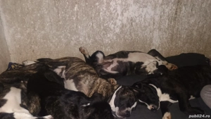 vand metis Dog Argentinian si Ciobanesc Olandez  - imagine 4