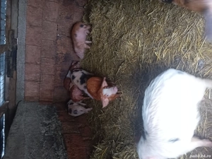 vand purcei  - imagine 2