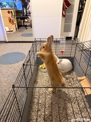 Iepuri de vanzare - imagine 2