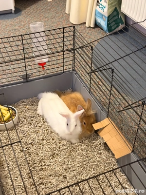 Iepuri de vanzare - imagine 4