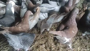 Vand porumbei sau schimb cu cereale.