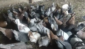 Vand porumbei sau schimb cu cereale. - imagine 2