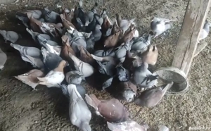 Vand porumbei sau schimb cu cereale. - imagine 3