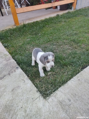 Catelusi Beagle bleu - imagine 4