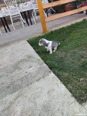 Catelusi Beagle bleu - imagine 3