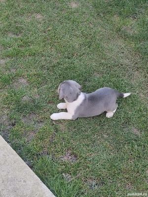 Catelusi Beagle bleu - imagine 2