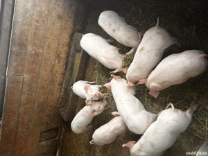 Vând 9 purcei de 12 saptamani  - imagine 2